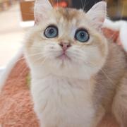 Louiezhou的个人资料头像