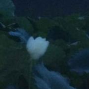 joker511的个人资料头像