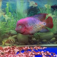 爱等于深深地喜欢头像