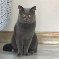 可乐去冰OvO头像