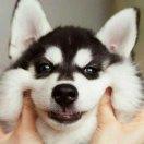 风中的沙的个人资料头像