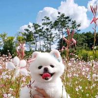 尊贵逸动车主一米阳光头像