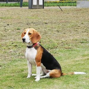 棒棒糖是比格犬头像