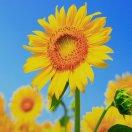 景成新的个人资料头像