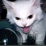 潇洒漂流瓶Orj头像