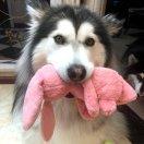 aiyuu的个人资料头像