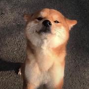 TBO的个人资料头像