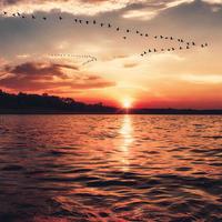 蜻蜓轻停倾听琴琴头像