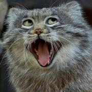 嘻嘻哈哈要开森的个人资料头像