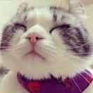 霸天虎是只猫的个人资料头像