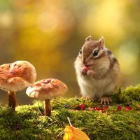 笑不笑都可乐头像