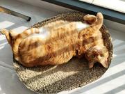 风彼诺的个人资料头像