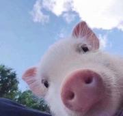 咸蛋噗噗的个人资料头像