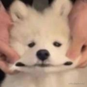 阿如村保安的个人资料头像