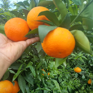 冬哥职业柑橘供应链，代办，代发，耙耙柑，头像