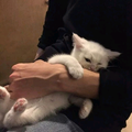 不够成熟。头像