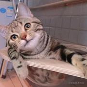 黑猫几绛的个人资料头像