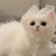 是橙子丶的个人资料头像