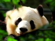 lL的个人资料头像
