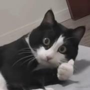 稳健4537的个人资料头像