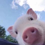 想学前端的猪的个人资料头像