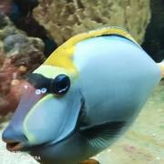 心宇宇星的个人资料头像