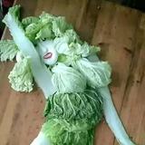 视野奇迹头像