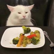 stargal的个人资料头像