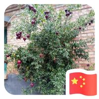 郭卫兵75头像