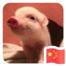 艾尔文赵的个人资料头像