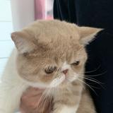 胖胖的头像