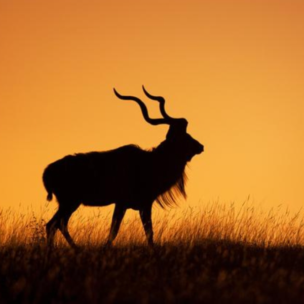 疯狂动物君头像