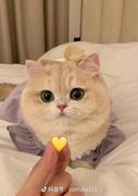 Neikolll的个人资料头像