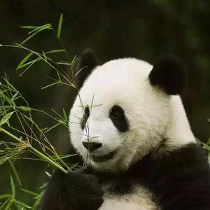 过期的漁头像