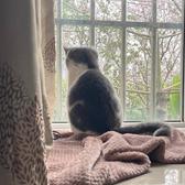风姿绰越橘子猫头像