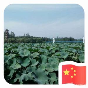 我心飞翔59575头像