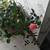cjy真水无香头像