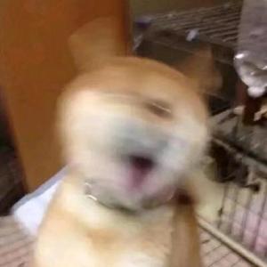 子傲头像