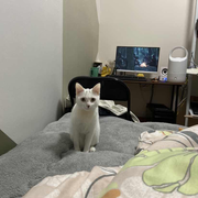 挂机的阿凯的个人资料头像