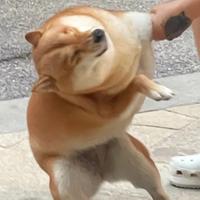 开了一手烧车头像