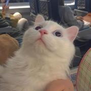 开心最重要的个人资料头像