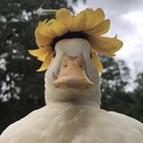 飞鱼fly头像