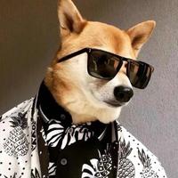 特聘社会观察员头像