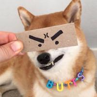 用户4472374783477头像