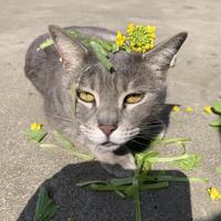 猫她有爸妈头像