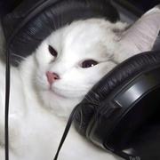 kattko的个人资料头像