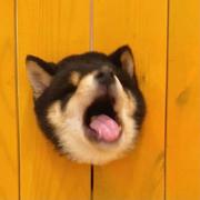 用户5610390477395的个人资料头像