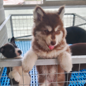 山东日照岚山宠物犬养殖头像