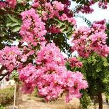 学习追踪者头像