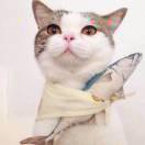 陈俊如的个人资料头像